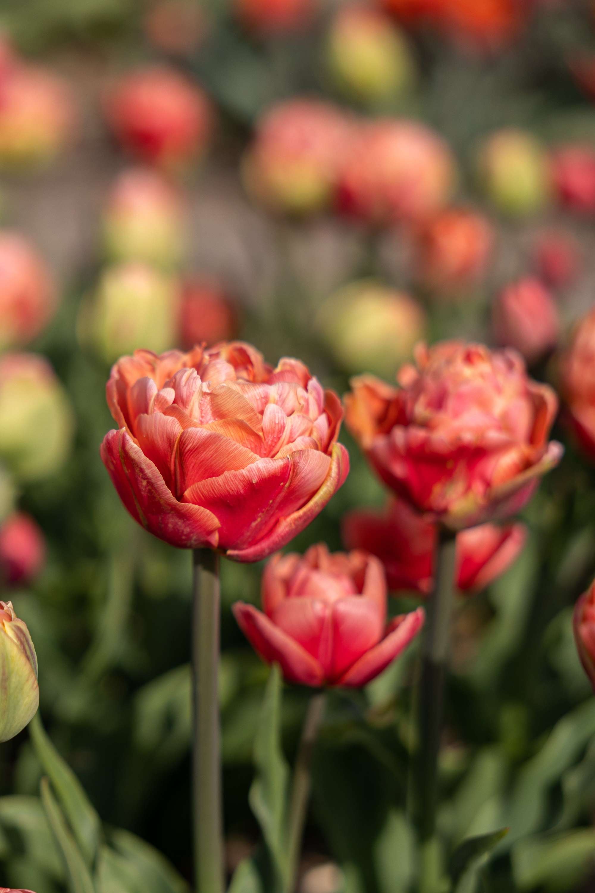 Tulpe 'Copper Image'